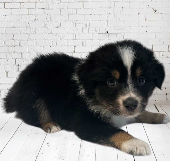 Photo of Riley