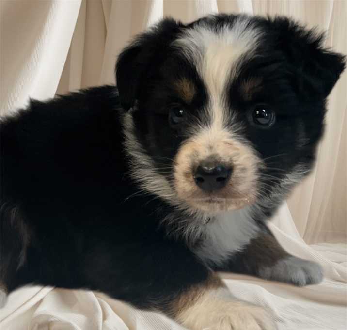 Photo of Raider