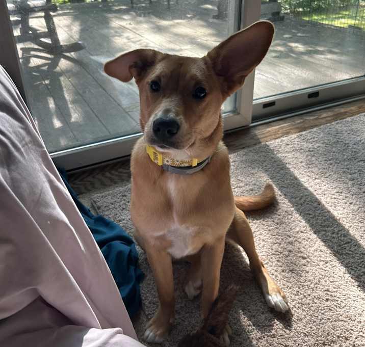 Photo of Lilly