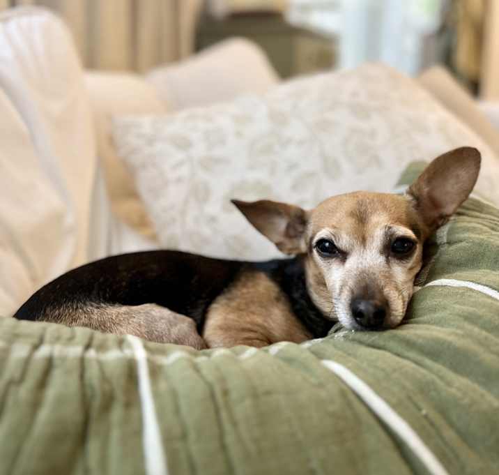 Photo of Nahla