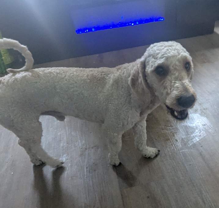 Photo of Bentley