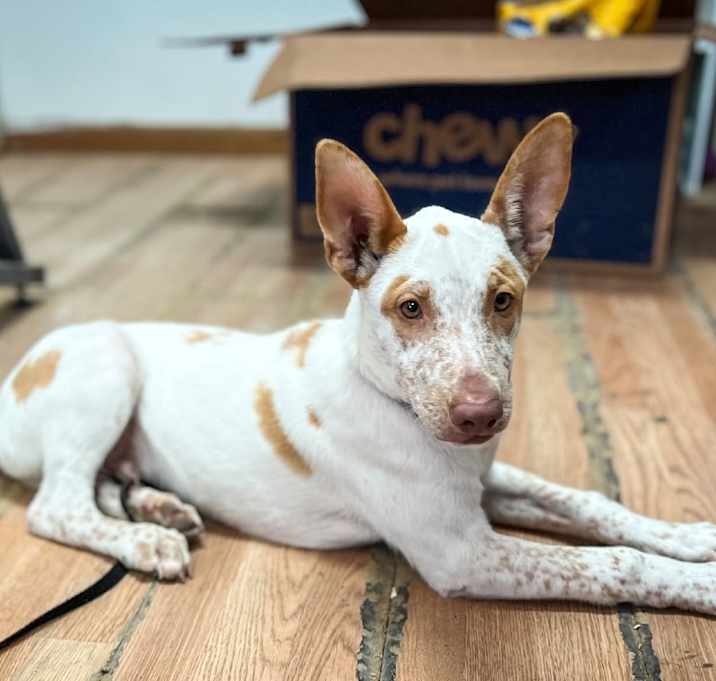 Photo of Patches
