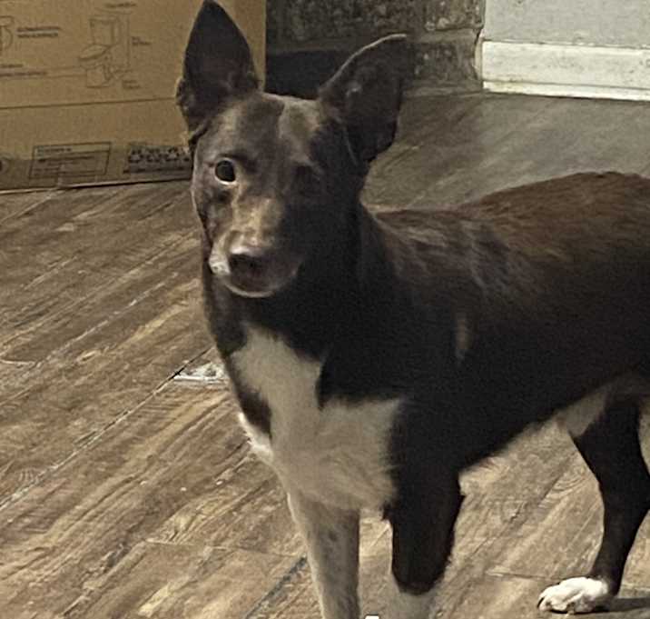 Photo of Loki