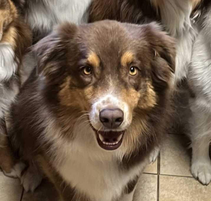 Photo of Blaze