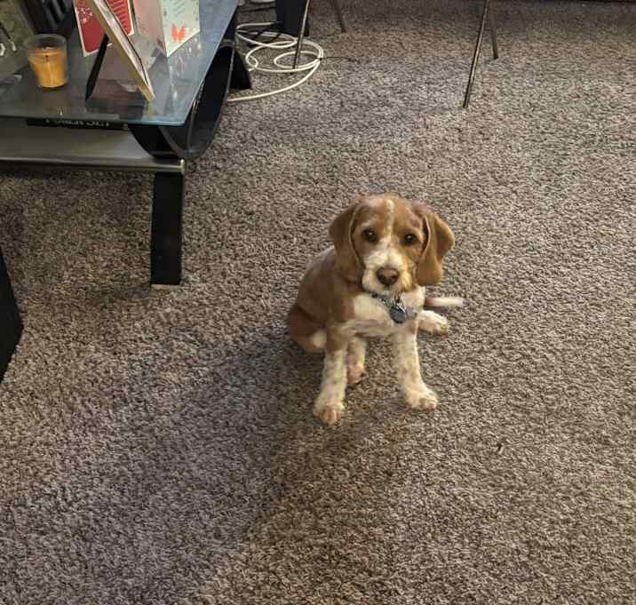 Photo of Bella