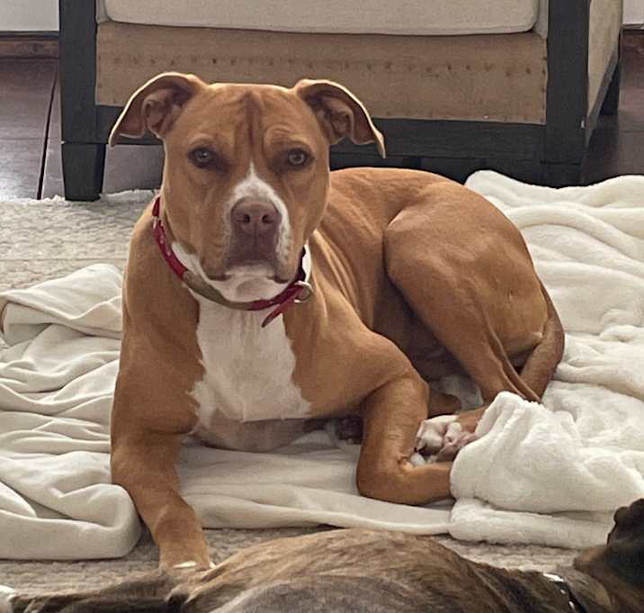 Photo of Rosie