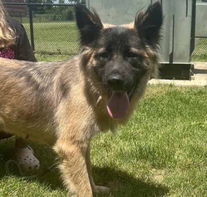 Photo of Shelby