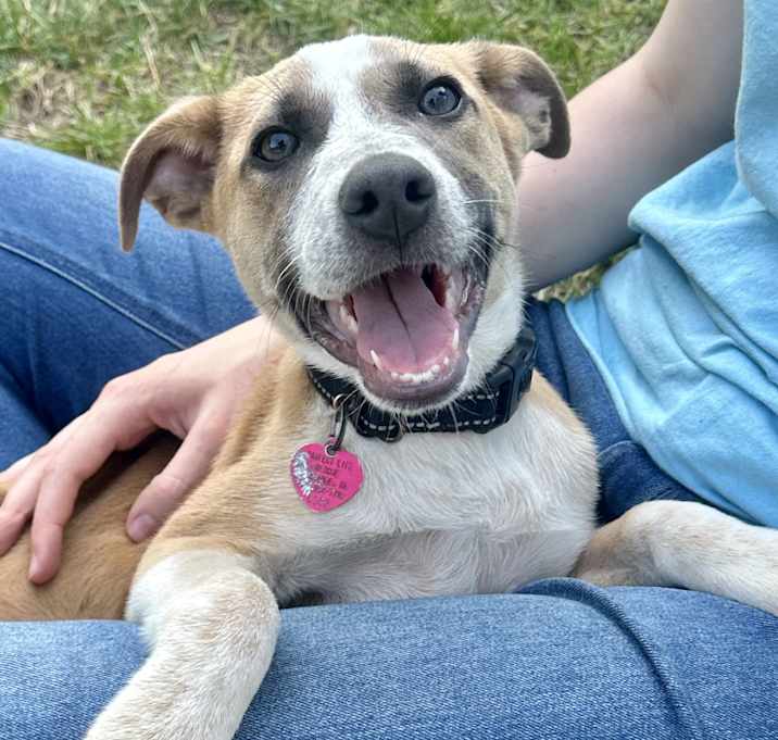 Photo of Rose