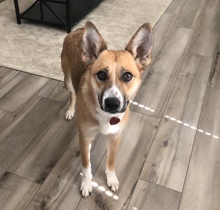 Photo of Pepper