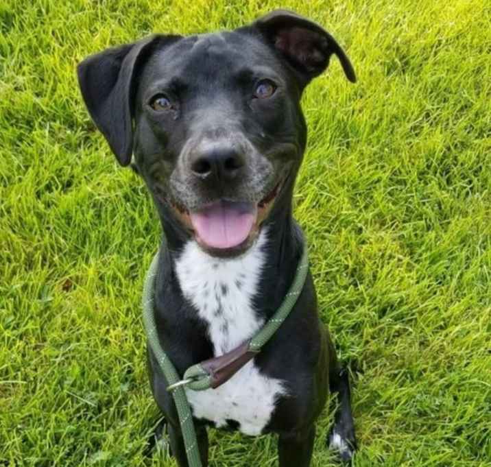Photo of Pixie