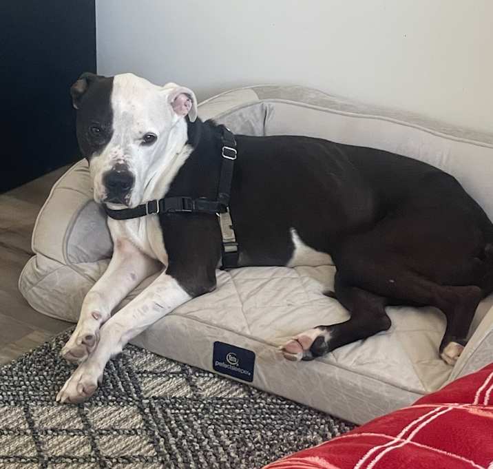 Photo of Tyson