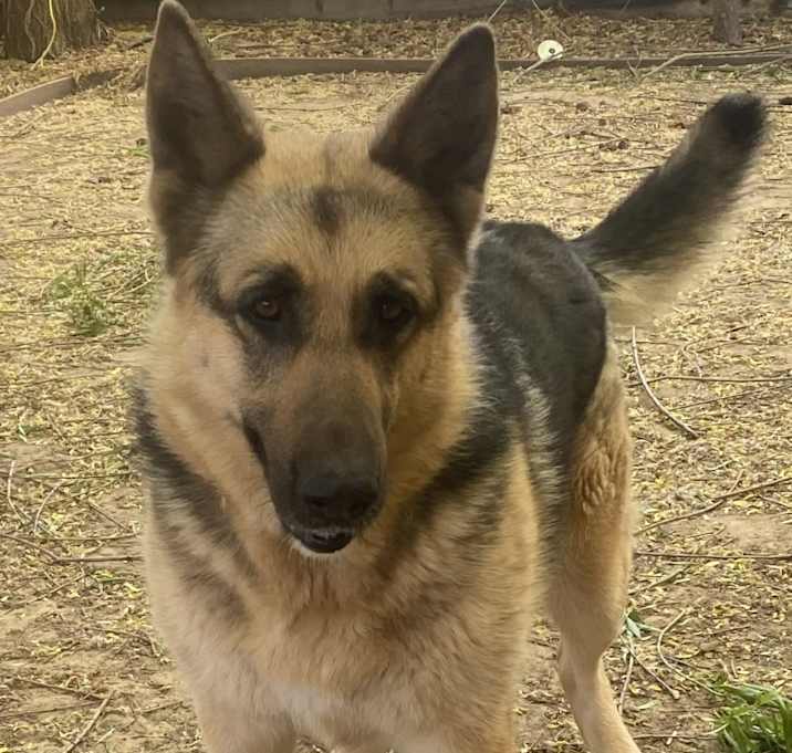 Photo of Luna