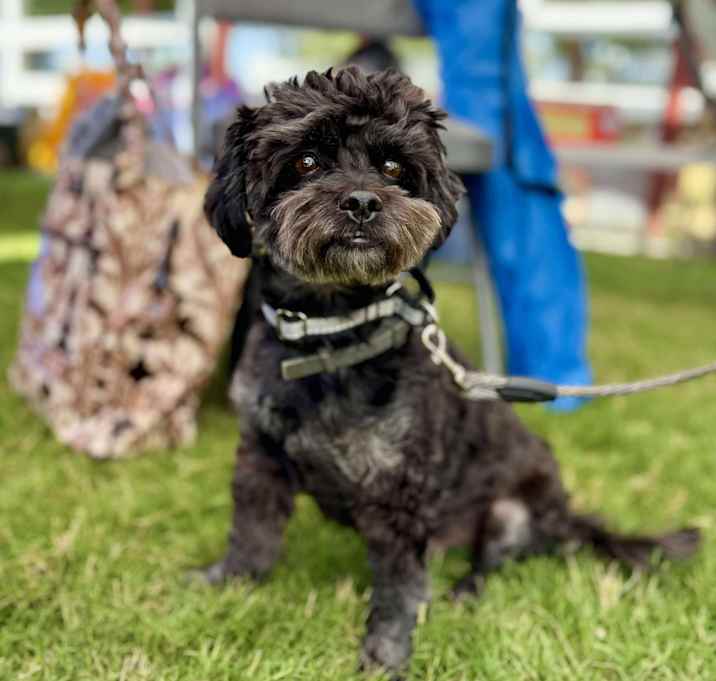 Photo of Punky