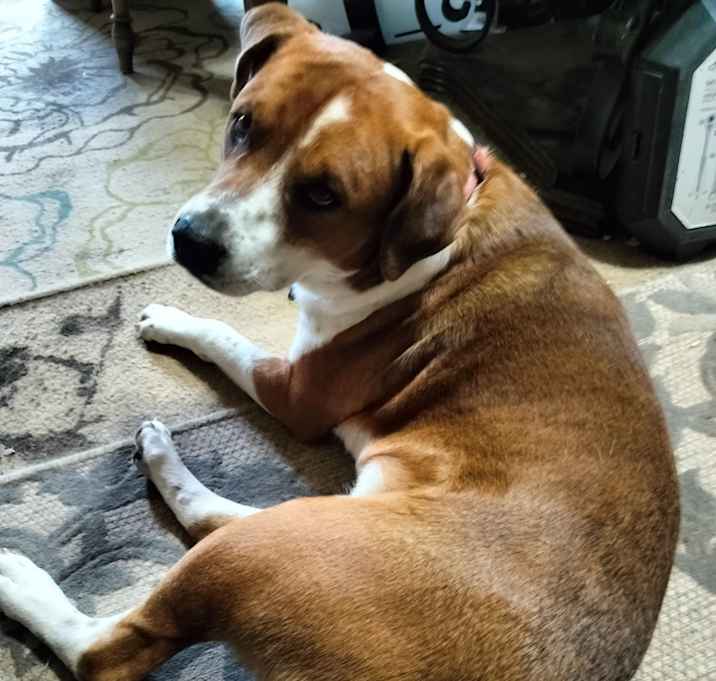 Photo of Angus