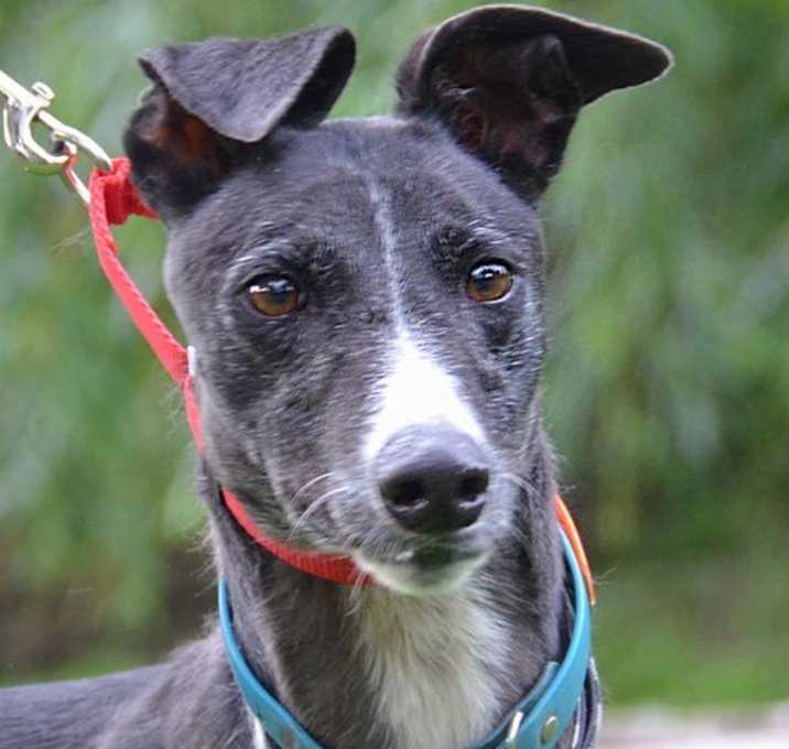Photo of Bonnie