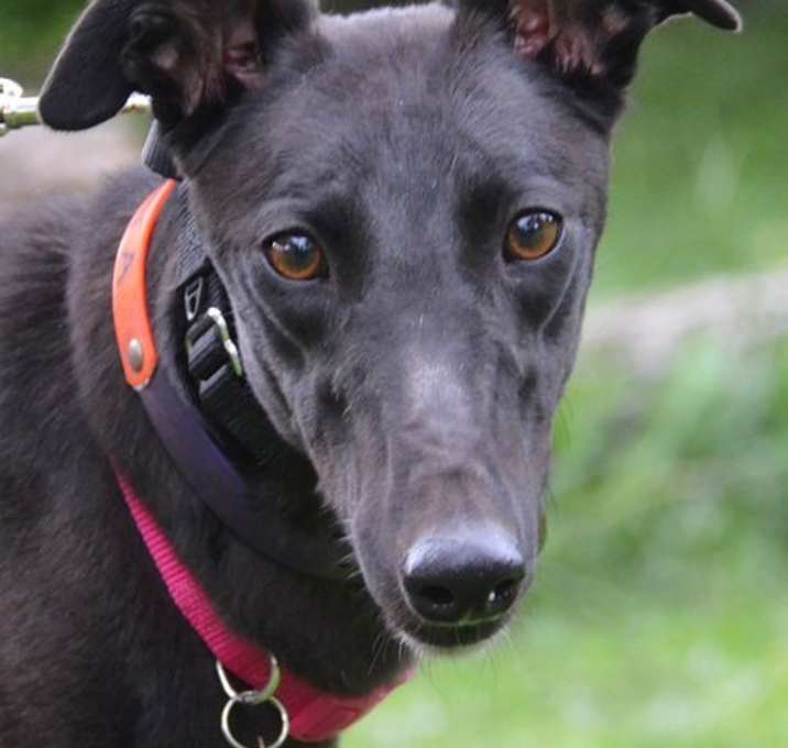 Photo of Lolita