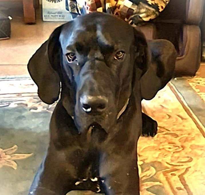Photo of Finn
