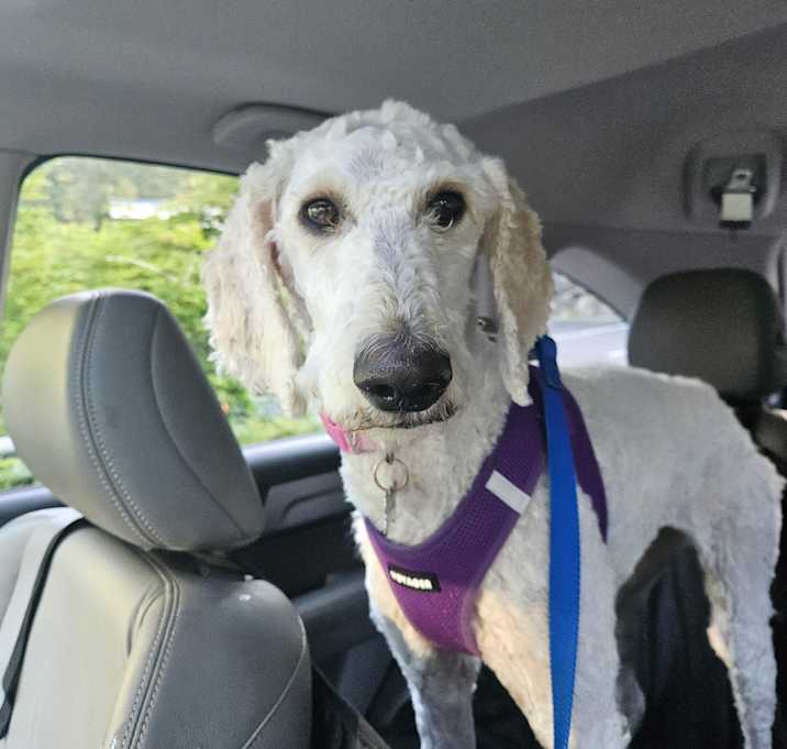 Photo of Bella