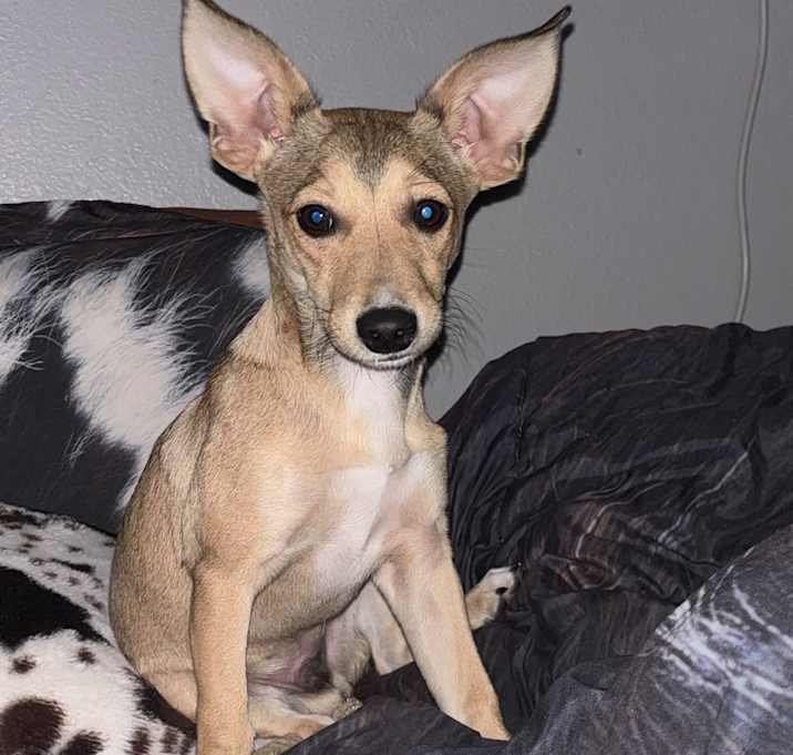 Photo of Rocky