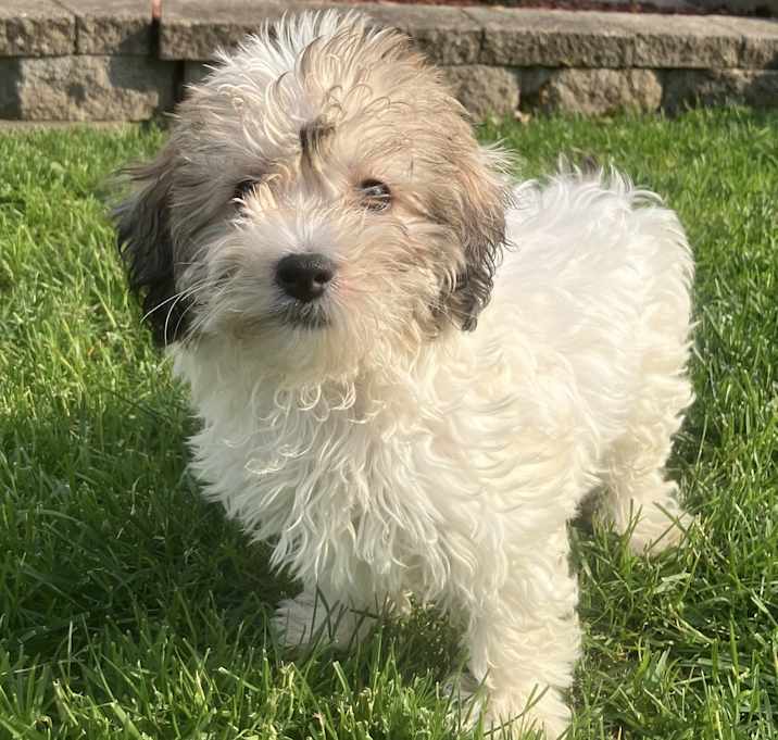 Photo of ADOPTION PENDING Bacuri
