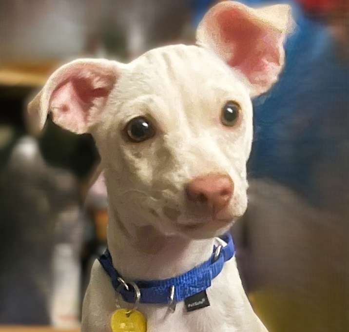 Photo of Pippa