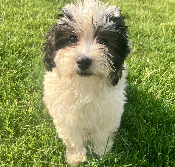 Photo of Bramble