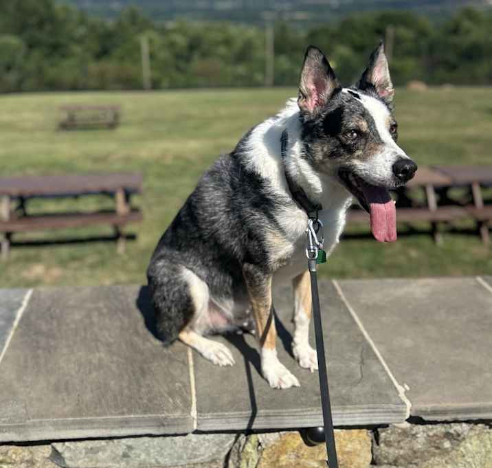 Photo of Milo