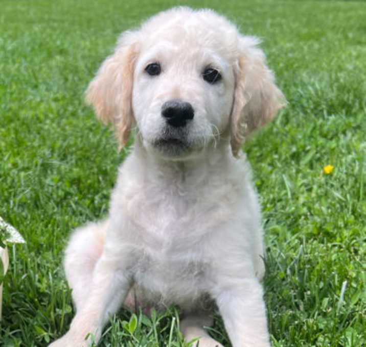Photo of Remington