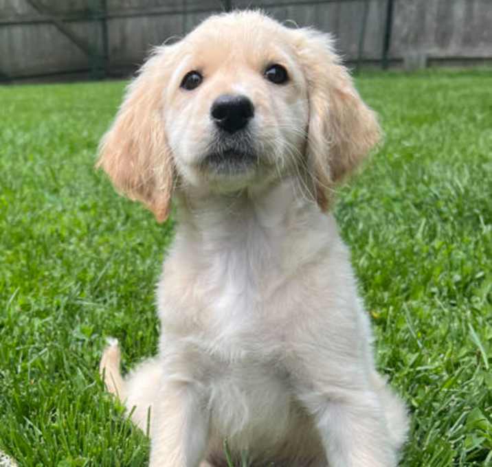 Photo of Fern