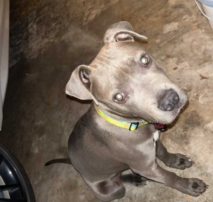 Photo of Stitch