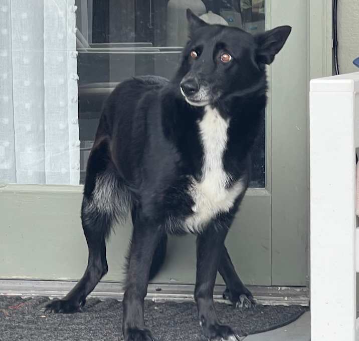 Photo of Rosie