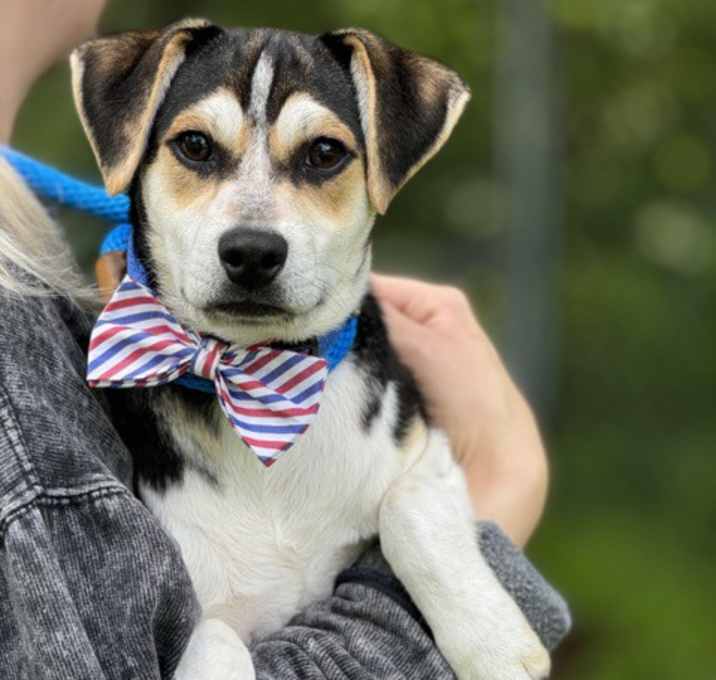 Photo of Groucho - available 6/9