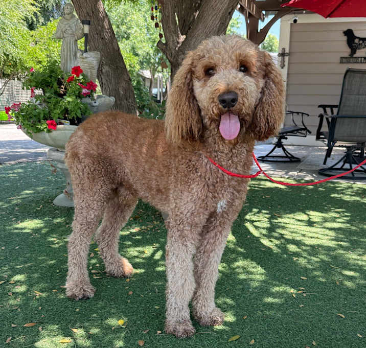 Photo of Alfie