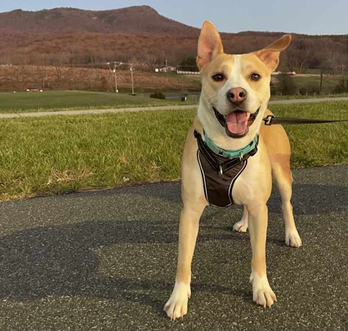 Photo of Roscoe