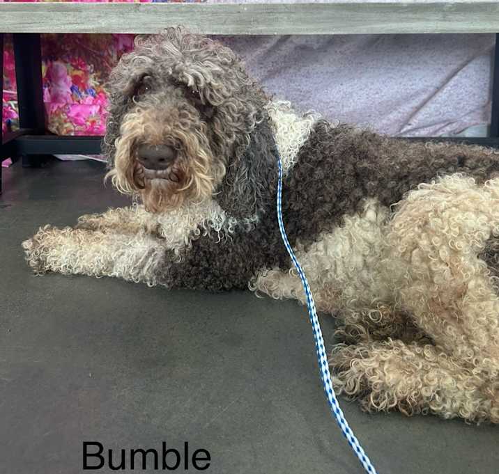 Photo of Bumble