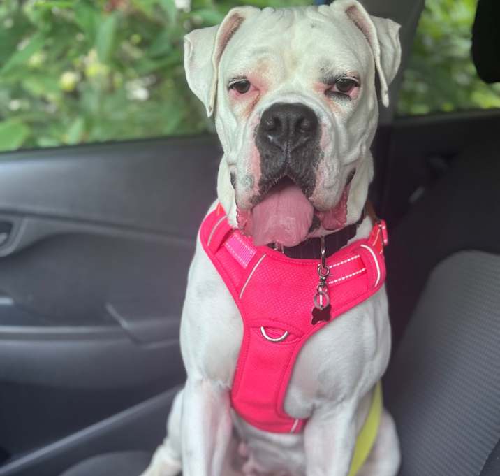 Photo of Piper