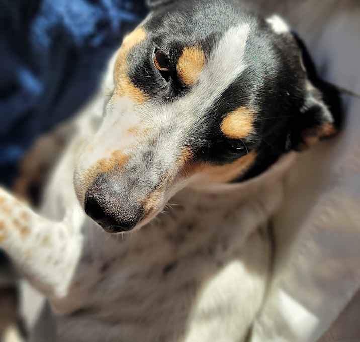 Photo of Odo