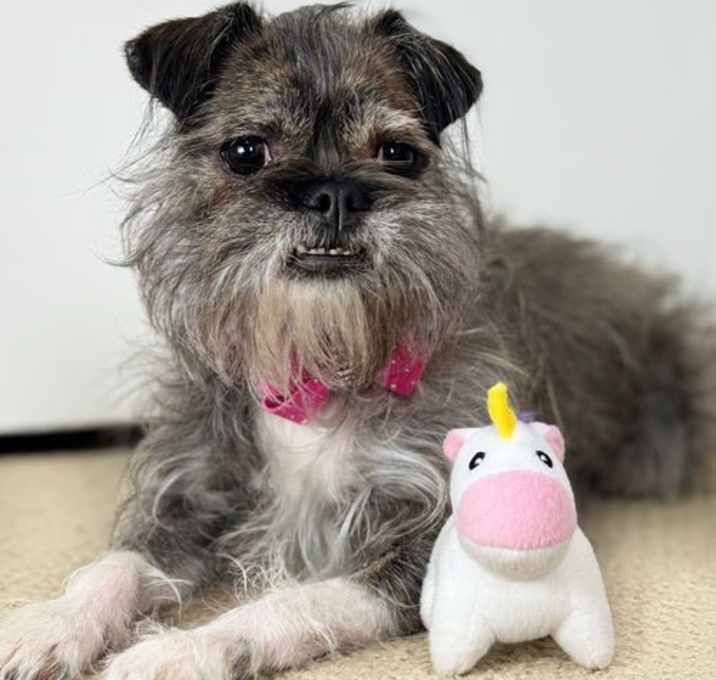 Photo of Gremlin