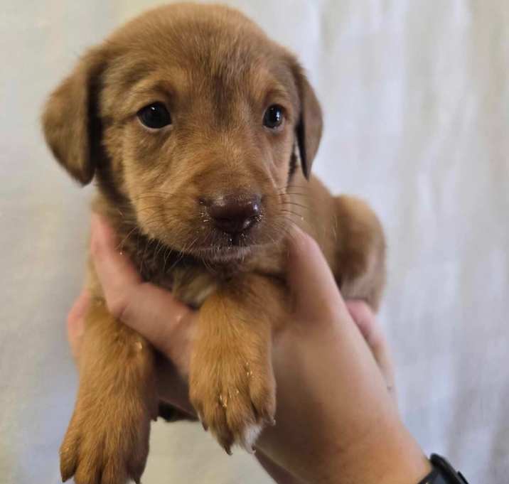 Photo of May Litter 2