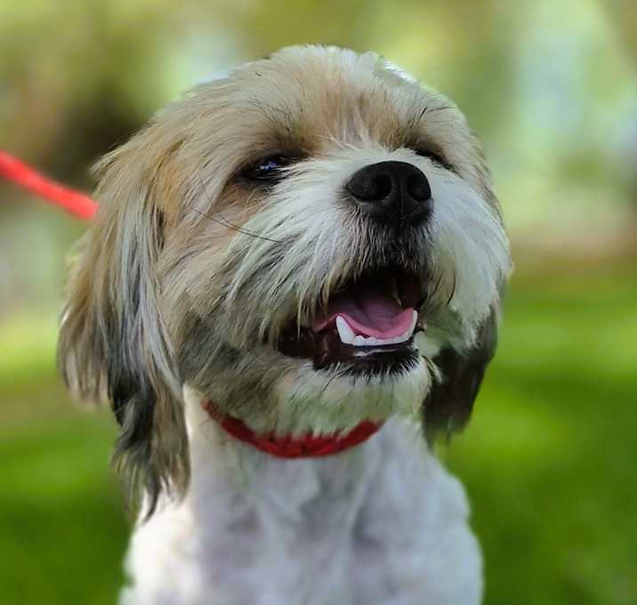 Photo of Buckwheat