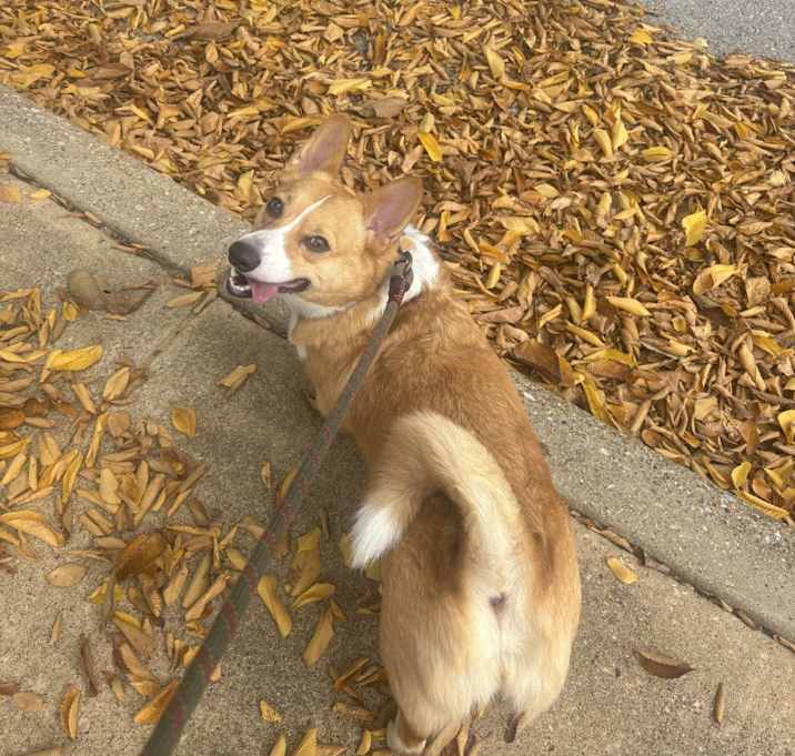 Photo of Meelo