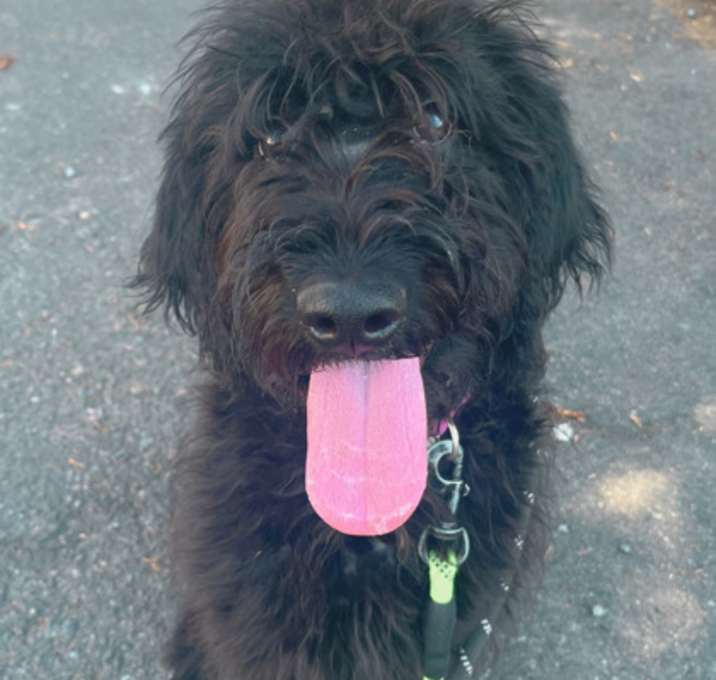 Photo of Tootsie