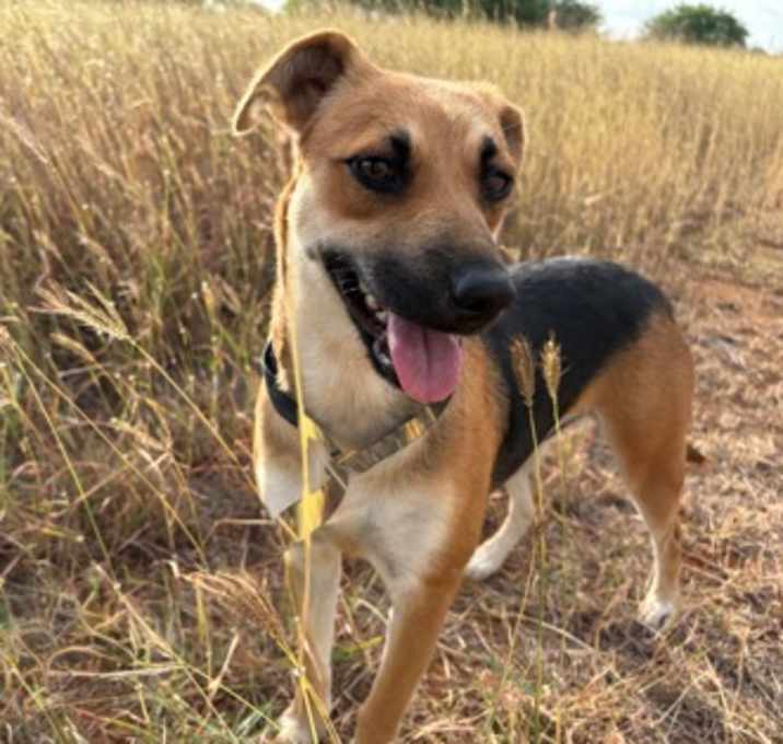 Photo of Penny