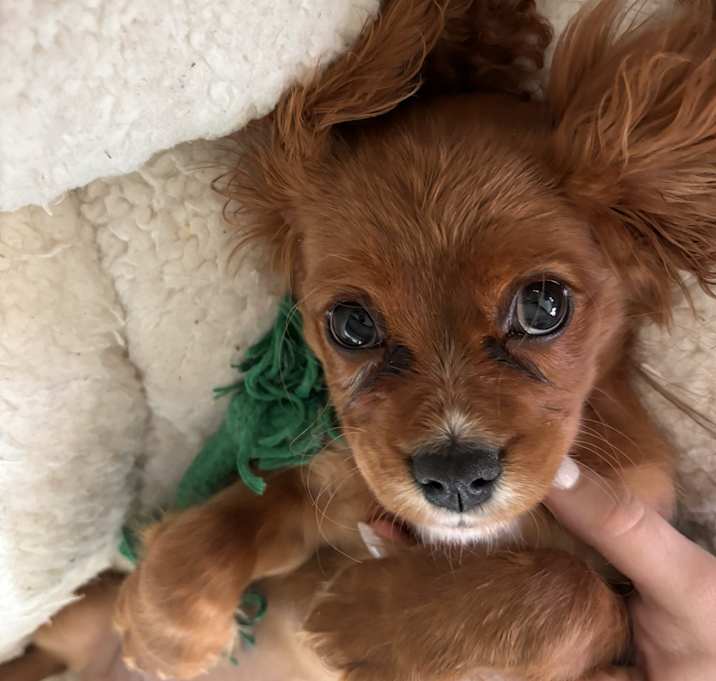 Photo of Ollie