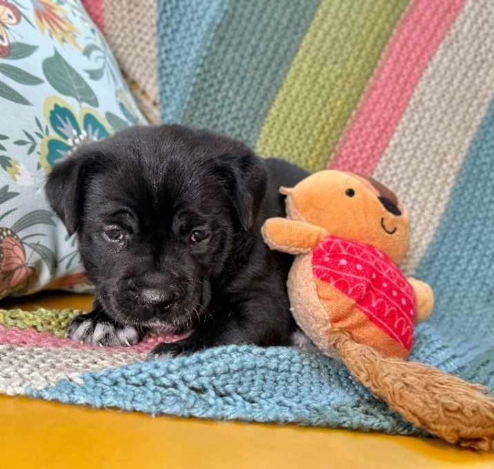 Photo of Denali Xena