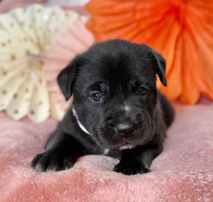 Photo of Juneau Xena