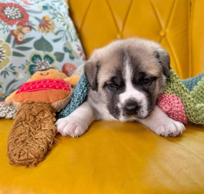 Photo of Balto Xena