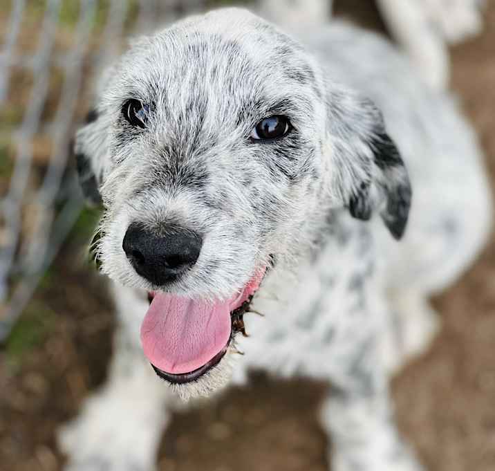 Photo of Speckles