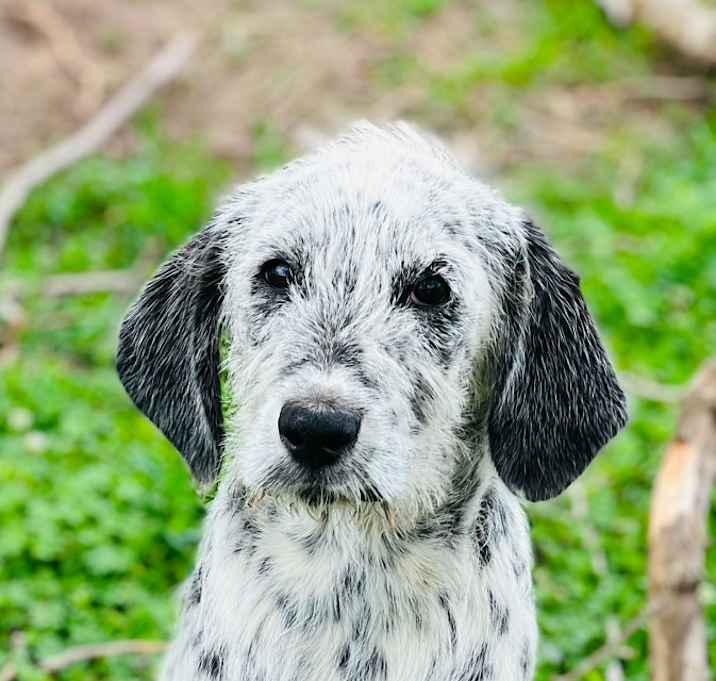 Photo of Speckles