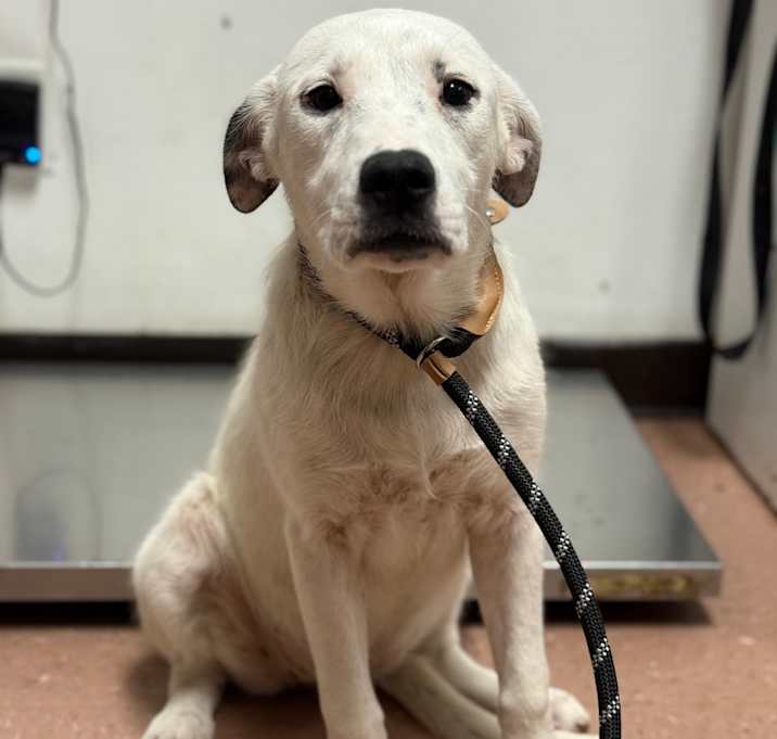 Photo of Sugar